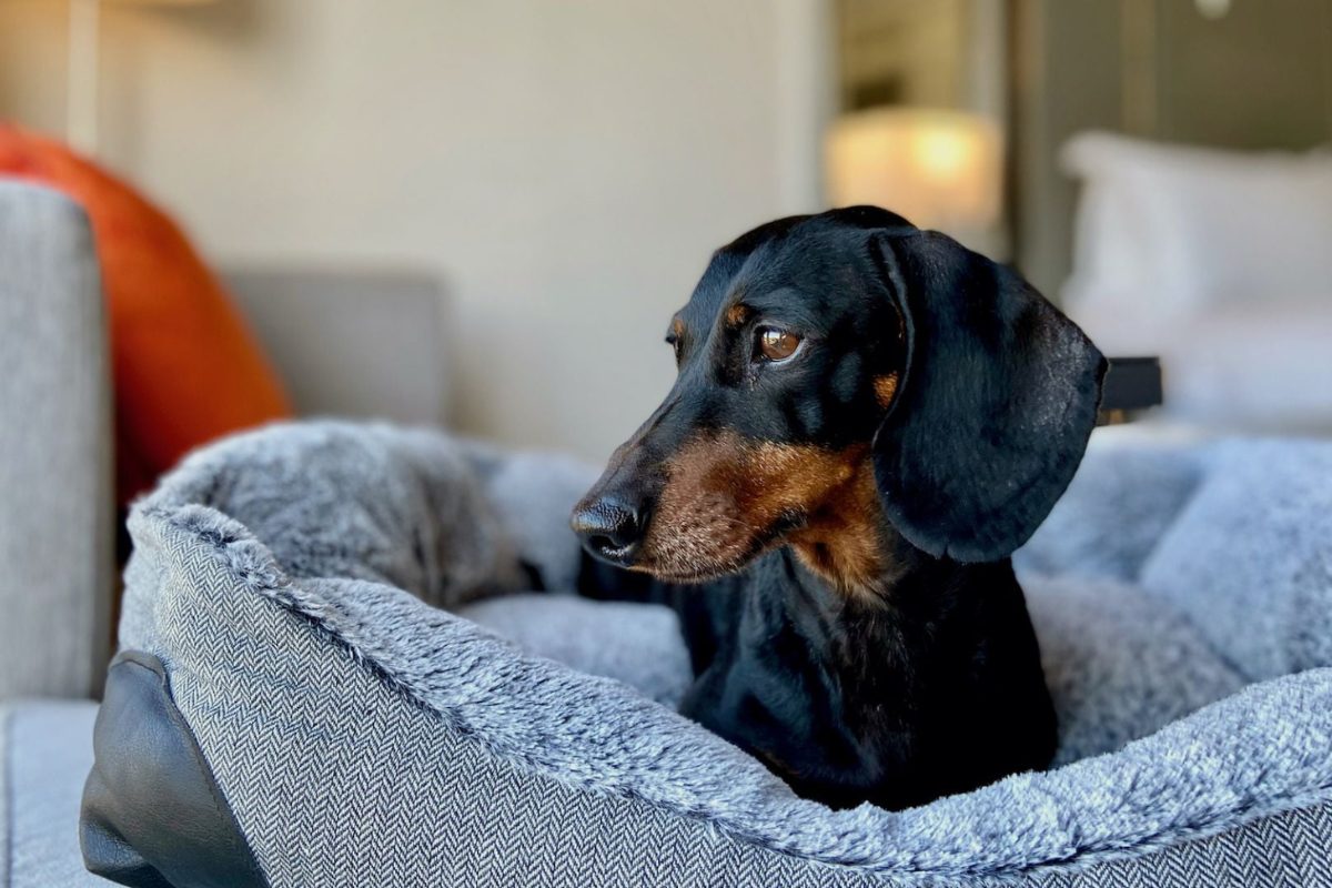 Pet Friendly 1200x800 (1)