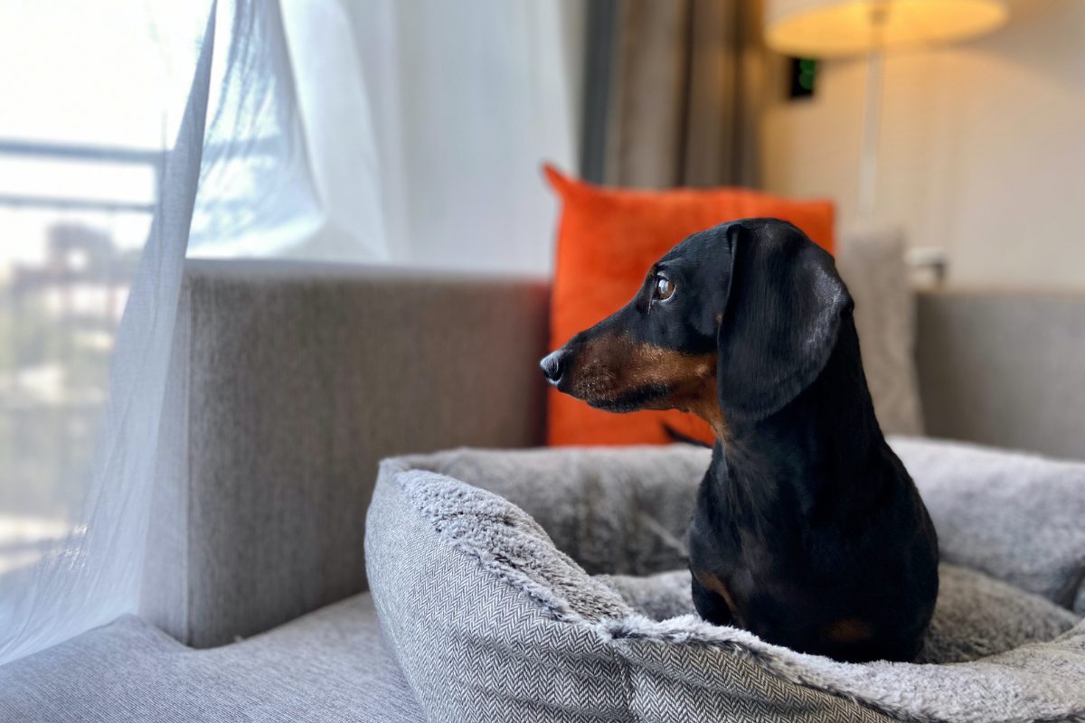 Pet Friendly 1220x800 (3)
