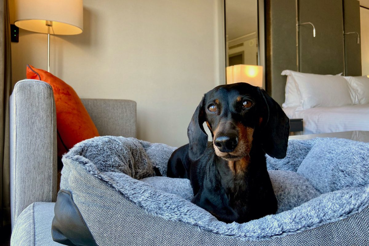 Pet Friendly 1220x800 (4)