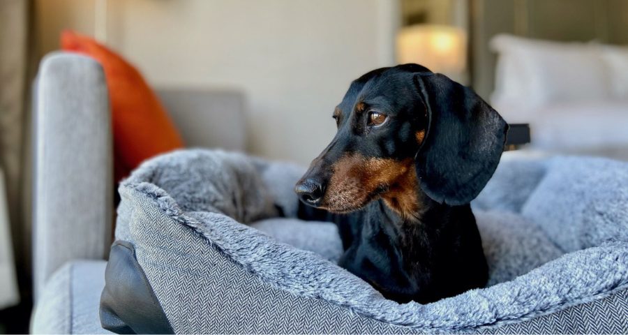 Dog on dog bed in hotel